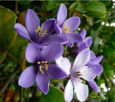 6 National Symbols Every Jamaican Should Know   Lignum Vitae Jamaica National Flower 